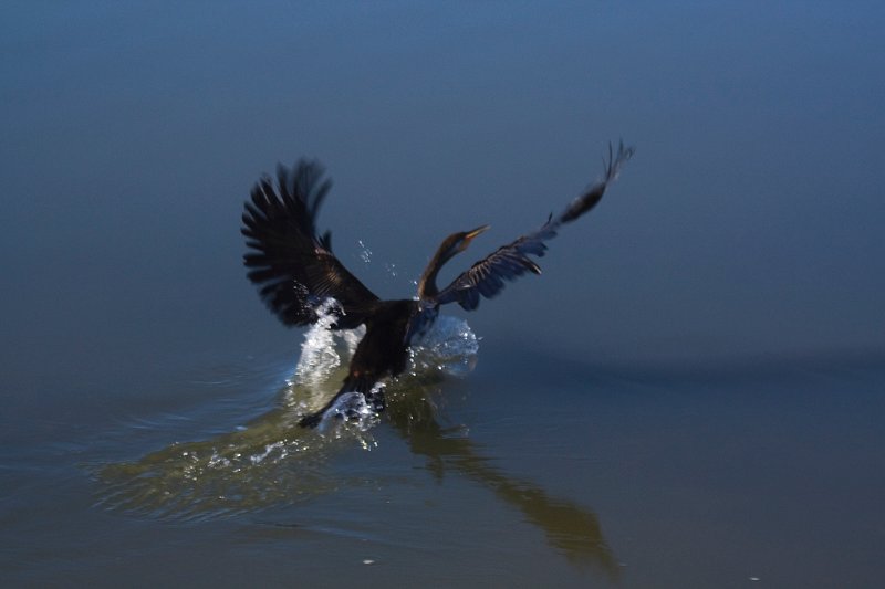 shag 2.jpg